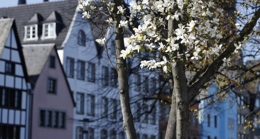 Frühling in Köln was tun Die besten Orte und Aktivitäten
